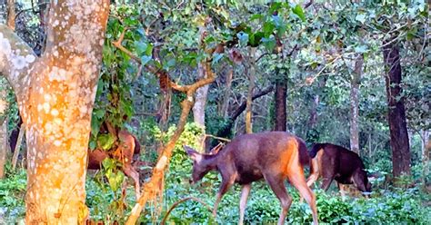 Desde Chitwan Excursión Privada de un Día por la Jungla del Parque