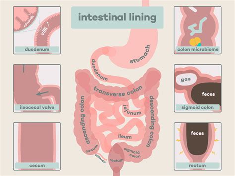 Intestinal Lining Lessons For Kids Animation Design Scientific