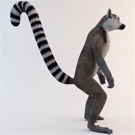 Ring Tailed Lemur 3d Model 99 3ds Max Ma Obj Lwo C4d Free3d