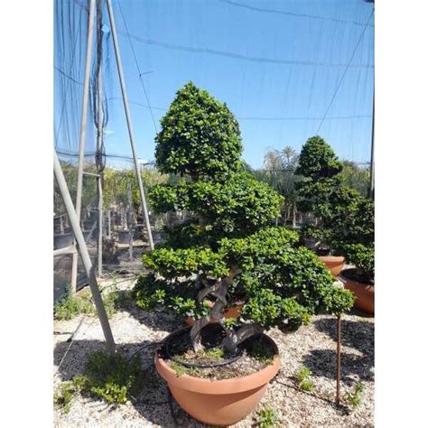 Ficus Ginseng Garden Landscapes Malta