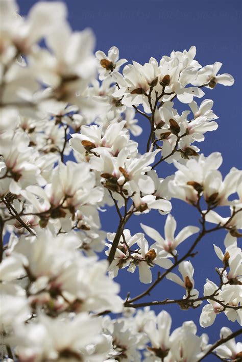 "A Stunning White Tulip Magnolia Tree Blooming Against A Blue Sky" by Stocksy Contributor ...