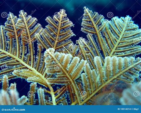 Hydroid stock photo. Image of fishes, bali, divers, coral - 10514214