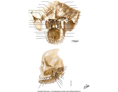 Pterygoid Fossae/ Posterior and Inferolateral View Quiz