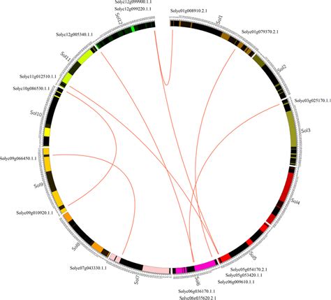 Chromosomal Localization Of Gras Duplicated Genes In Tomato The Red