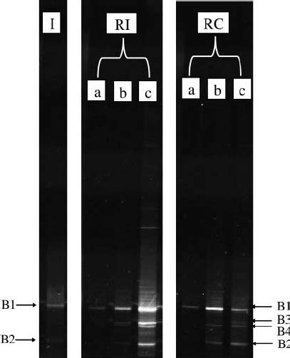 Dgge Pro Fi Les Of Aoxb Gene Diversity At Different Levels A 36 Download Scientific