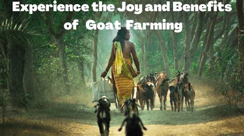 Discover The Sustainable And Profitable Benefits Of Goat Farming YouTube