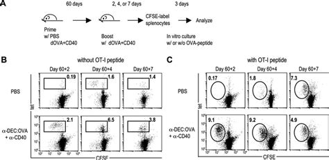 Proliferative Capacity Of Memory Cd T Cells A C Bl Mice Were