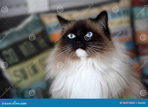 Ragdoll cat with blue eyes stock photo. Image of camera - 282514602