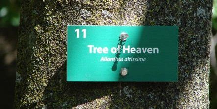 Tree of the Month: Tree of Heaven - Casey Trees