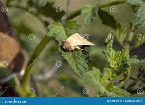 A Bollworm Moth on a Tomato Plant Stock Photo - Image of natural ...