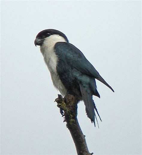 Philippine Falconet Microhierax Erythrogenys One Of The Worlds