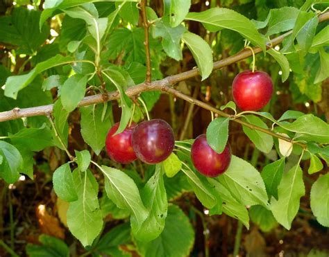 Wild Harvests: Cherry Plum- an early plum gone wild