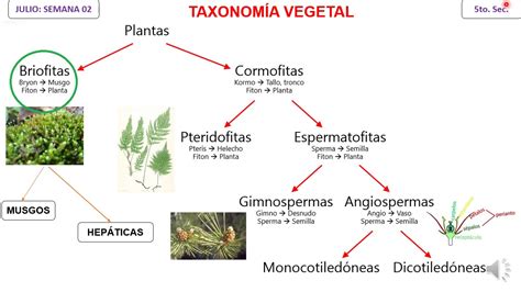 Taxonomia De Las Plantas