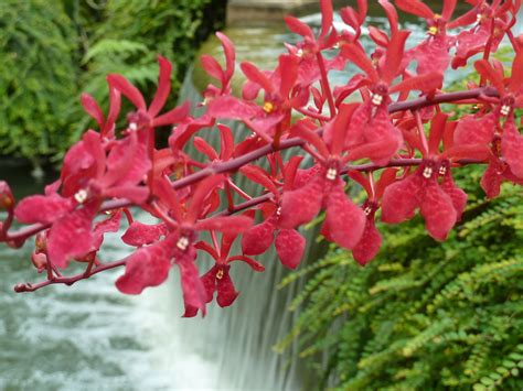 Fotos gratis árbol naturaleza cascada flor hoja florecer