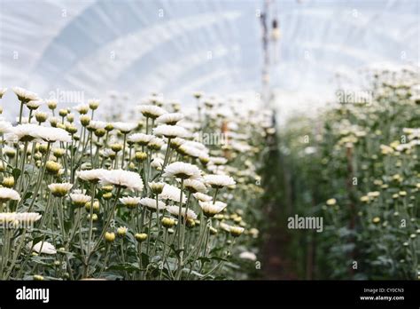 Plants in modern greenhouse Stock Photo - Alamy