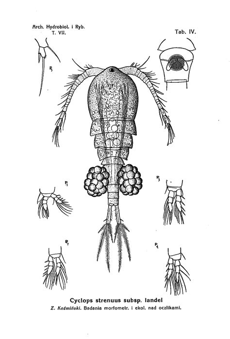 The World Of Copepods Photogallery