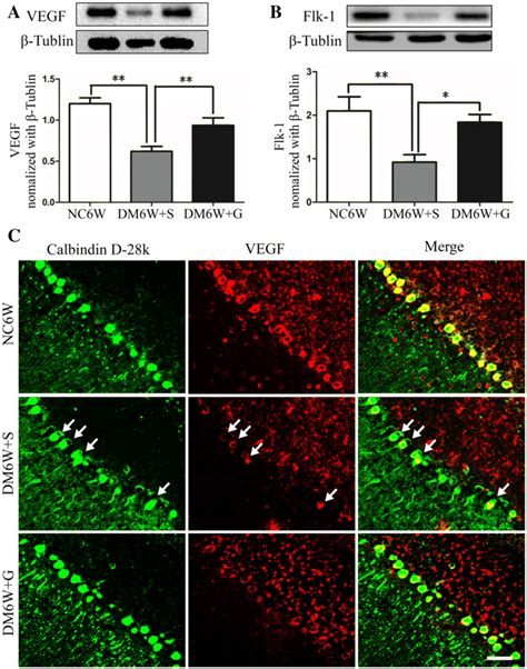 Gastrodin Upregulated The Expression Of VEGF And Flk 1 Western Blot