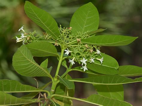 Plant Names Thai Plant Names