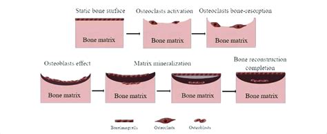 Process of bone remodeling. | Download Scientific Diagram