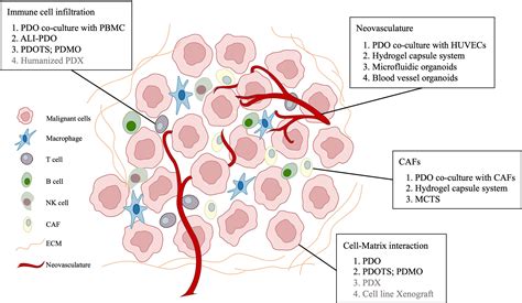 Frontiers Patient Derived Models Facilitate Precision Medicine In Liver Cancer By Remodeling