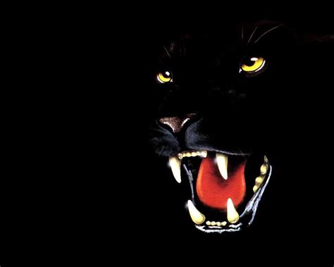 Black Puma Wallpapers - Wallpaper Cave