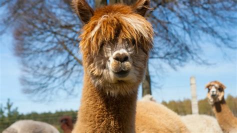 What Are The 7 Camelids Species? (A Complete Guide) - LLama Web