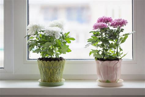 10 Indoor Plants That Help Clean, Purify Air, and Absorb Odor