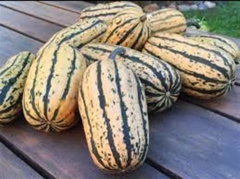 Delicata Squash Seeds