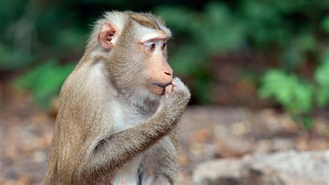 43 singes potentiellement dangereux séchappent dun laboratoire en