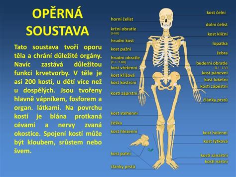 PPT STAVBA LIDSKÉHO TĚLA PowerPoint Presentation ID 2586098