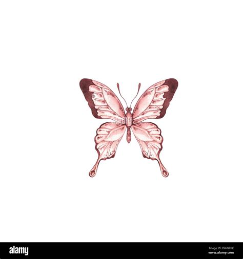 Mariposa de acuarela marrón sobre un fondo blanco para crear logotipos