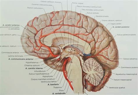 MemorAid Test Vascularisatie Hersenen 3 Arterien Sagittale Doorsnede