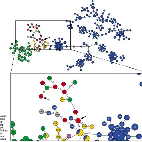 (PDF) Pathologic and molecular characterization of Streptococcus dysgalactiae subspecies ...