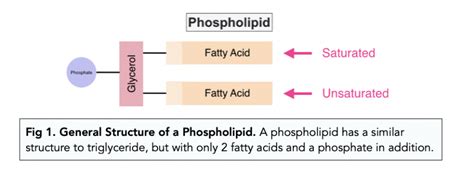 Phospholipids – Introduction – Exam-Corner