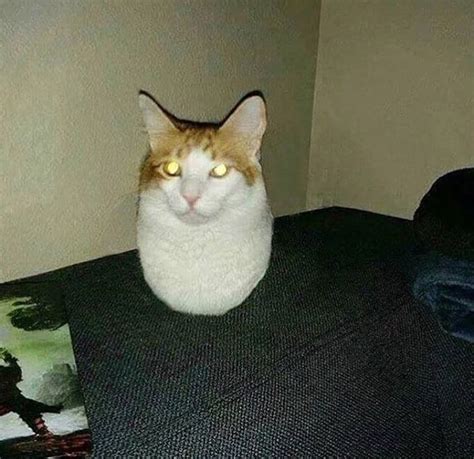 Funny Cat Images Cursed - Cat Mania