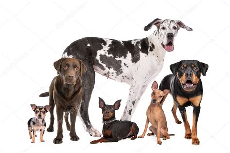 Large Group Of Dogs — Stock Photo © Eriklam 7717972