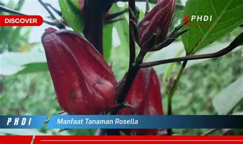 Temukan Manfaat Tanaman Rosella Yang Jarang Diketahui