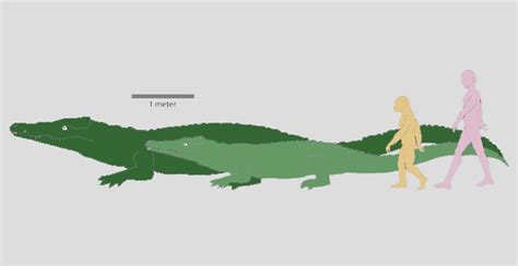 Crocodile Size Comparison