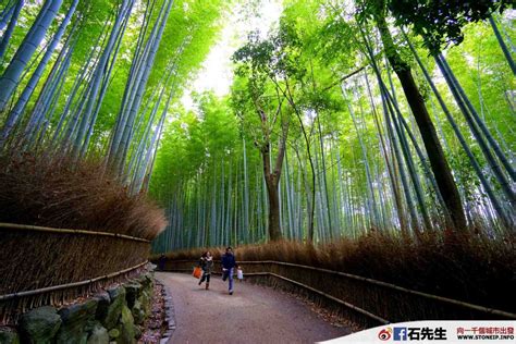 【日本．嵐山】竹林小徑 光是拍照就玩一小時 石先生