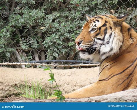 Closeup Portrait Of A Bengal Tiger Laying On A Rock In Its Enclosure At