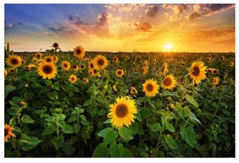 lantern press beautiful sunset   sunflower field postcard