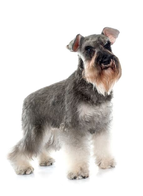 Premium Photo | Gray miniature schnauzer