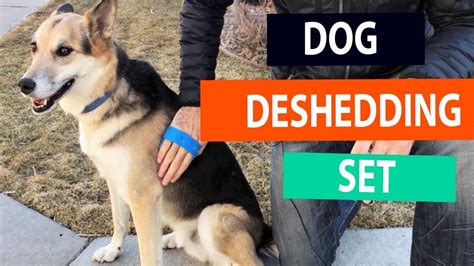 How To Deshed A Dog Best Tools For Shedding Youtube