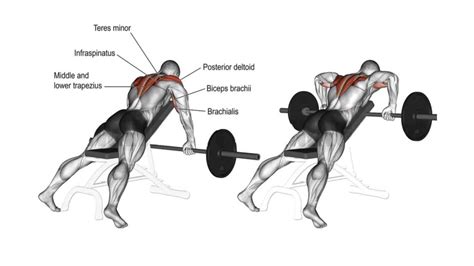 Best Rear Delt Exercises For Boulder Shoulders