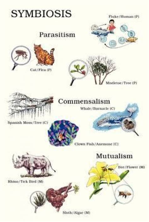Types Of Symbiosis Worksheet