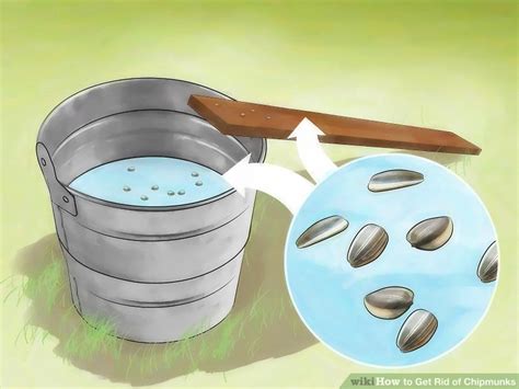 How To Get Rid Of Chipmunks Steps With Pictures Wikihow