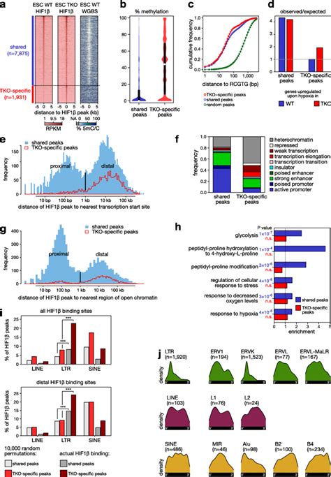 Dna Demethylation Uncovers New Hif Binding Sites A Heatmaps Of Hif