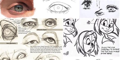 Eye Anatomy Drawing