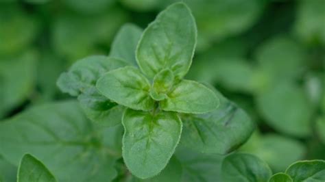 How to Plant, Grow, and Care for Ornamental Oregano