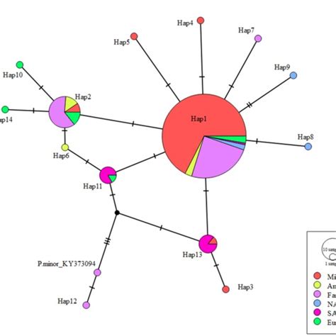 Haplotype Network Of The 14 Haplotypes Identified In Planococcus Citri Download Scientific